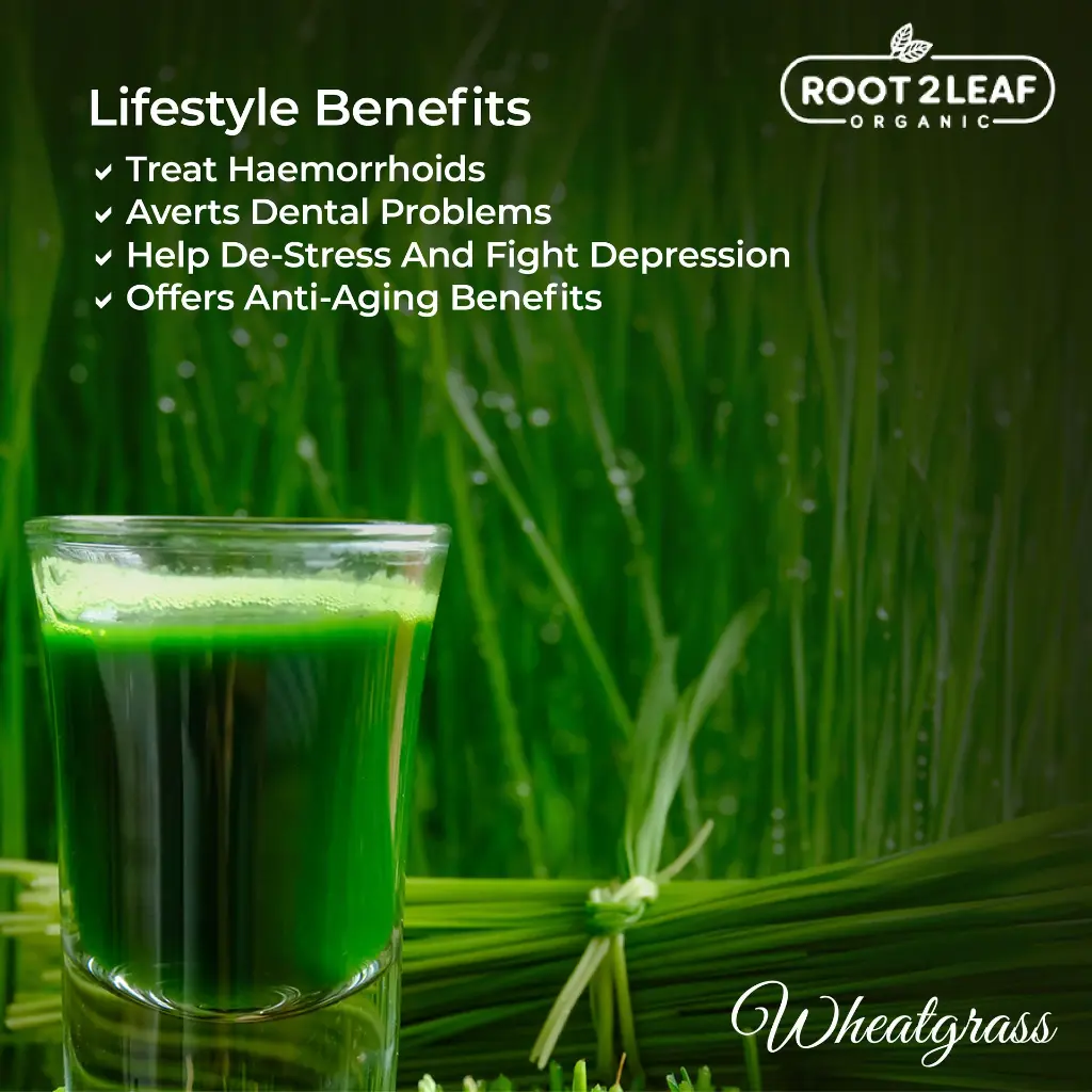 Wheat-grass-benefits.webp