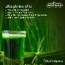 Wheat-grass-benefits.webp